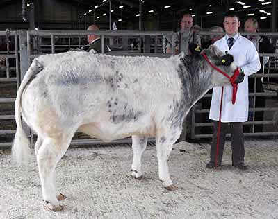 Pedigree Reserve Champion Tamhorn Daffodill from A Fyfe